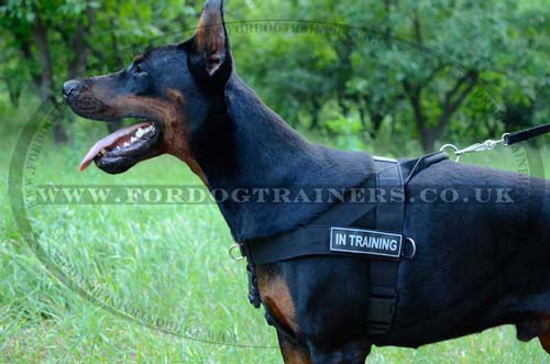 Dog Training Harness for Doberman