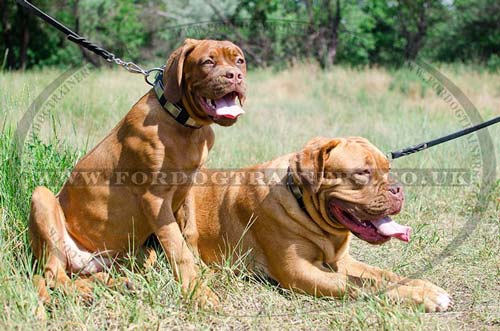 Dogue De Bordeaux dog leashes and collars