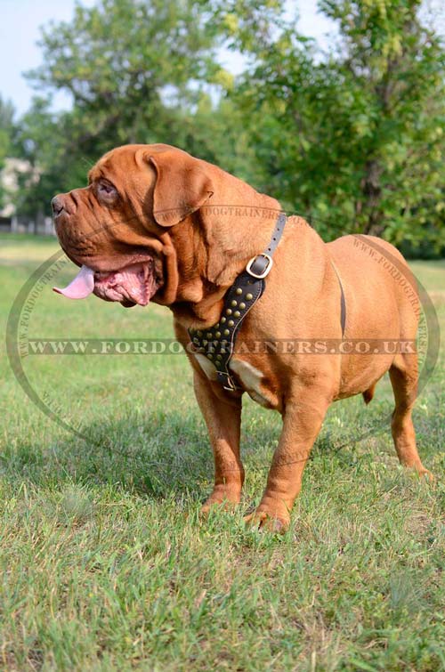 Studded leather handmade dog harness