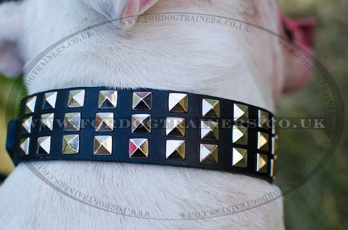English Bull Terrier collar