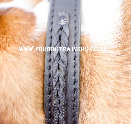 English Bulldog collar with elegant braided design