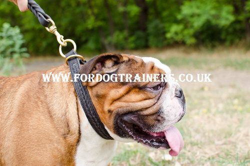 English Bulldog Collar