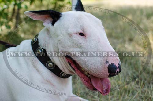 English Bull Terrier Collar