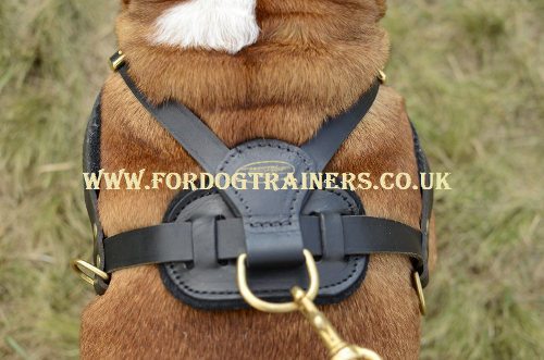 English Bulldog harness for pulling
