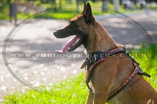 Malinois Dog Harness with Hand Painting