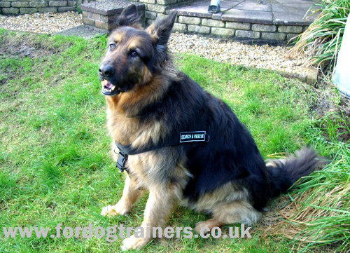 best German Shepherd dog harness UK