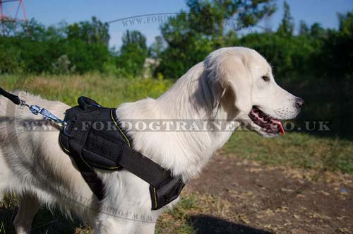 Nylon dog training harness