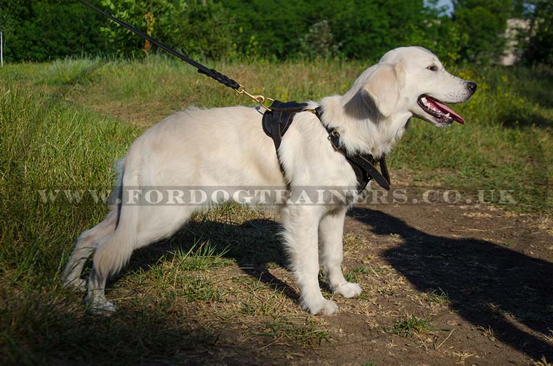 High Quality Leather Dog Harness for Golden Retriever Puppy