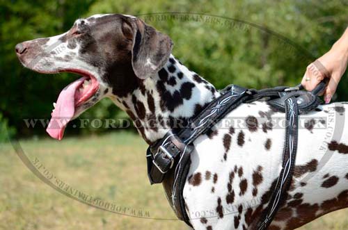 Leather harness for dogs