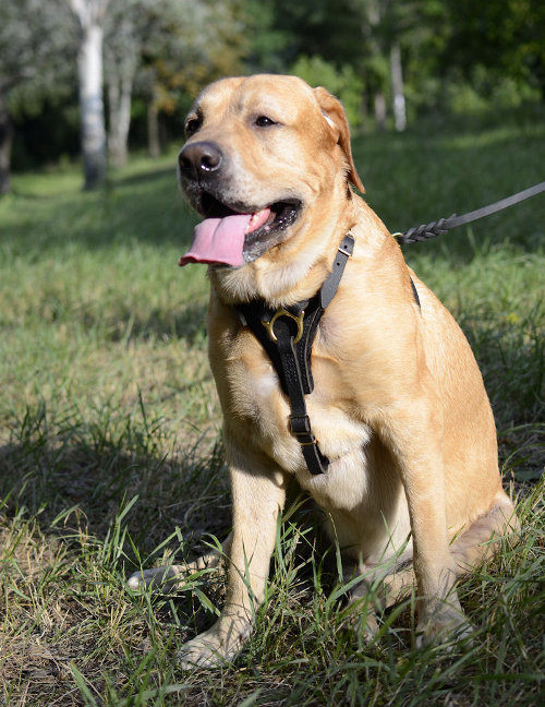 Custom Leather Dog Harness for Labrador Retriever