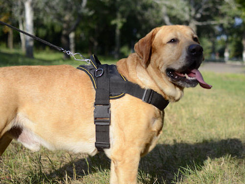 Best Dog Harness for Labrador