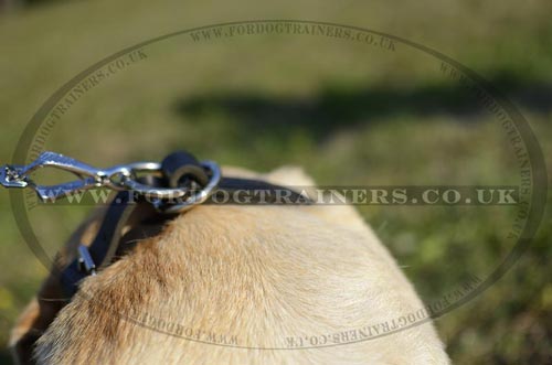 Labrador collars for walking and training