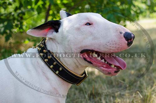 Luxury dog collar for English Bull Terrier