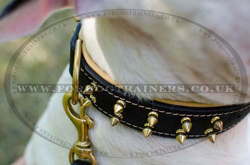 Luxury dog collar for English Bull Terrier