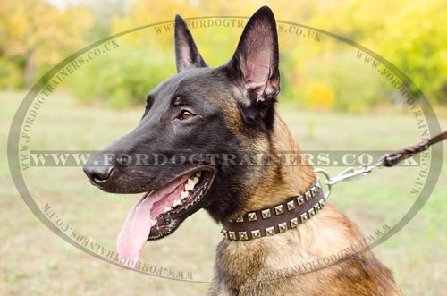Malinois Dog Leather Collar