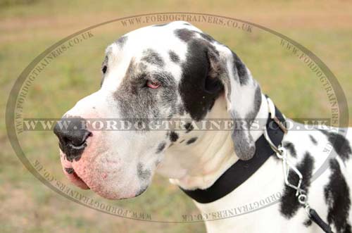 Large Nylon Dog Collar for Great Dane