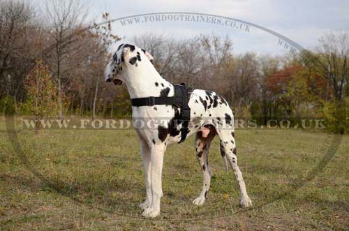 Best Dog Harness for Great Dane