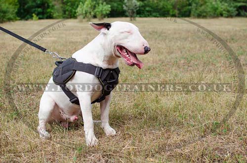 Nylon harness for Bull Terrier