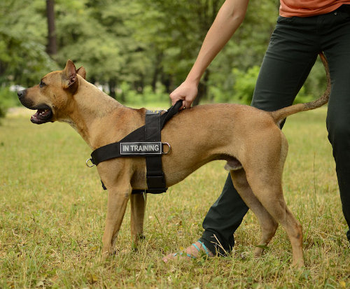 weight pulling harness for dogs