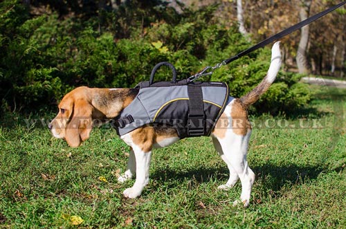 Small Dog Coat for Beagle Walking