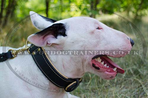 Soft dog collar for English Bull Terrier