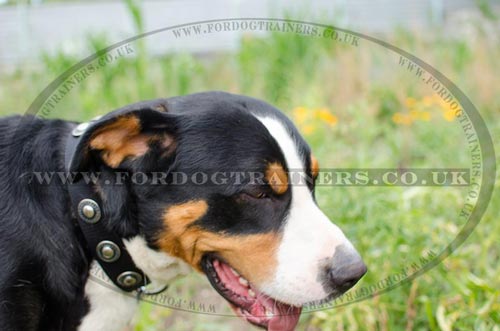 Nylon Dog Collar for Swiss Mountain Dog