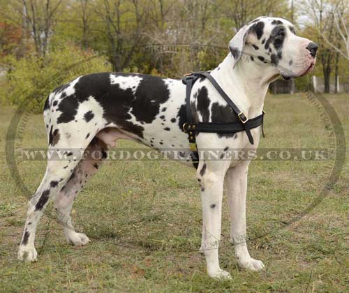 Durable Large Dog Harness for Great Dane