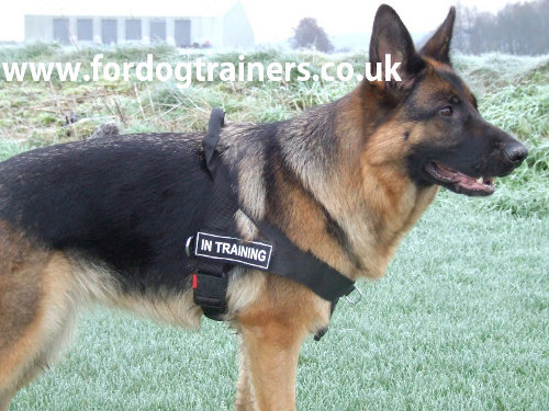 German Shepherd Training Harness