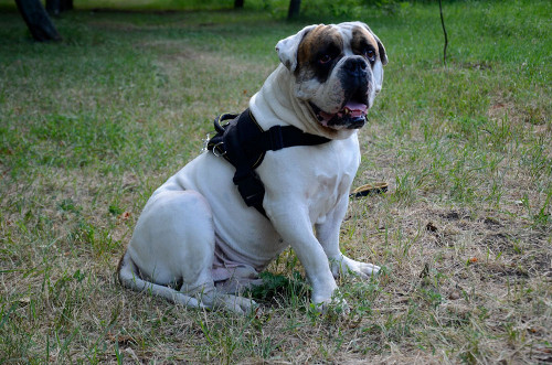 American Bulldog harness