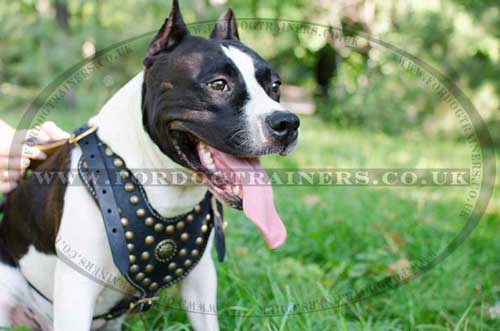 American Staffordshire Terrier dog harness