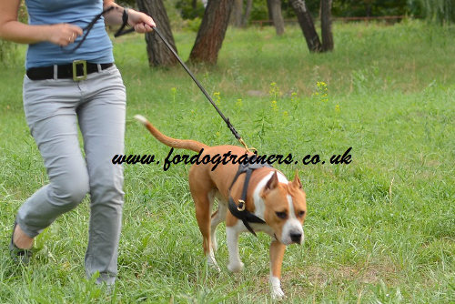 Amstaff harness for weight pulling