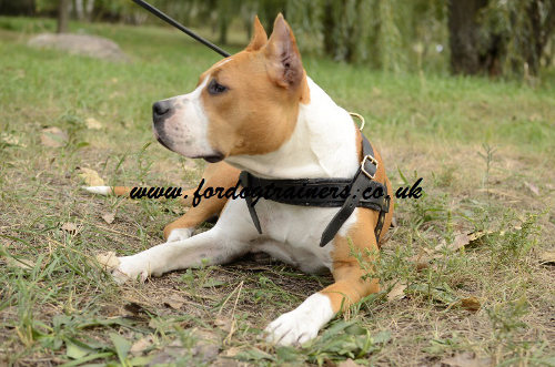 Amstaff harness for weight pulling