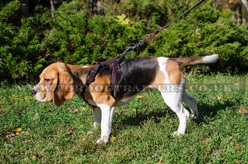 Small Dog Harness for Beagle