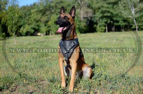Leather dog harness for attack/agitation training