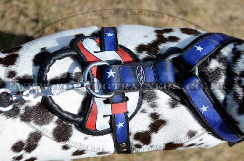 Dog harness for Dalmatian