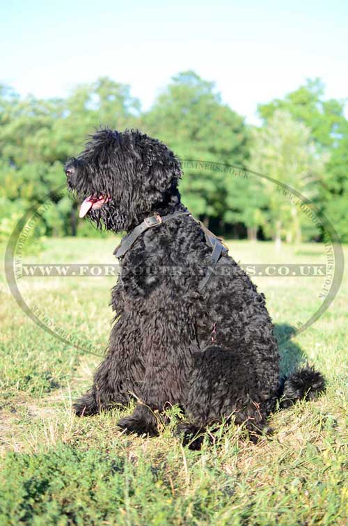 Black Russian Terrier UK dog harness