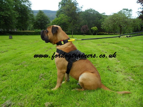 Round leather dog lead