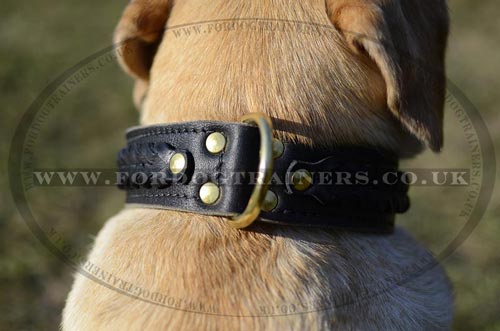 Braided leather dog collar for Labrador