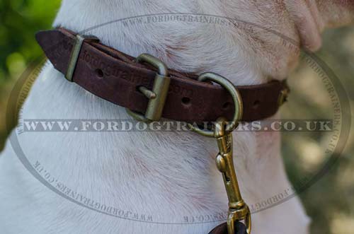 British Bull Terrier Collar