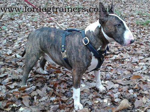 leather dog harness for Bullterrier