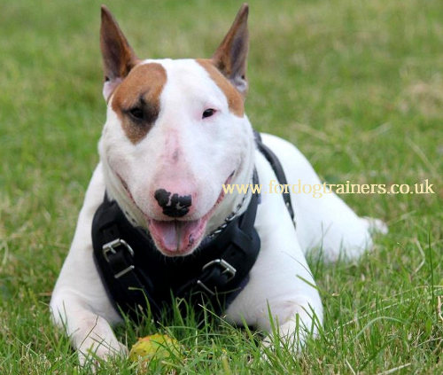 Bull Terrier training dog harness
