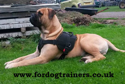 Large Nylon Dog Harness with Handle