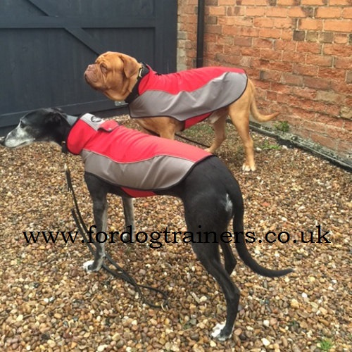 Buy pet wear for large dogs