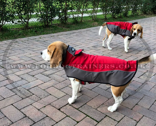Small Dog Coats for Beagle for Sale UK