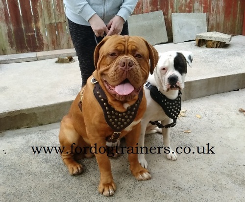 Studded Leather Dog Harnesses UK