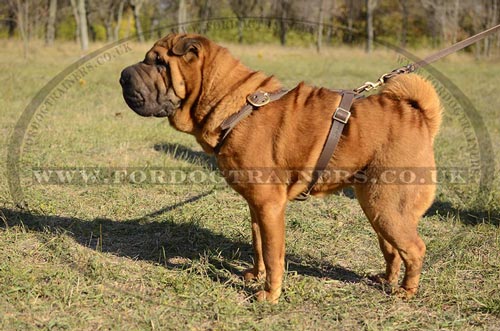 Leather Dog Harness for Chinese Shar Pei Online