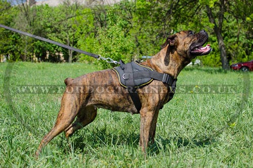 Boxer dog harness