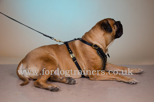 Leather padded dog harness for Bullmastiff