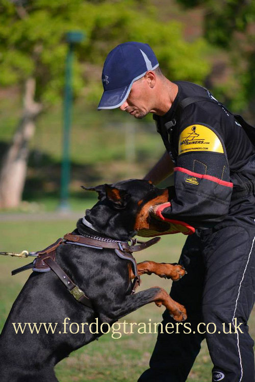 The Best Dog Training Harness for Doberman