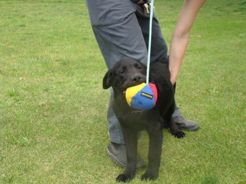 soft dog ball
